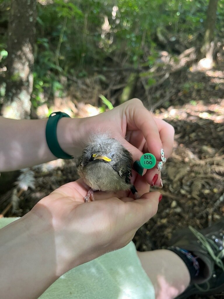 The 100th chick was banded last week with more to come.

Handled and banded under DOC permit.

#hihi #stitchbird #bird #nzbirds #Tiritirimatangi #conservation #nzconservation #conservationmonitoring #wildlife #wildlifemonitoring #nest #nestmonitoring #chicks #banding #ringing