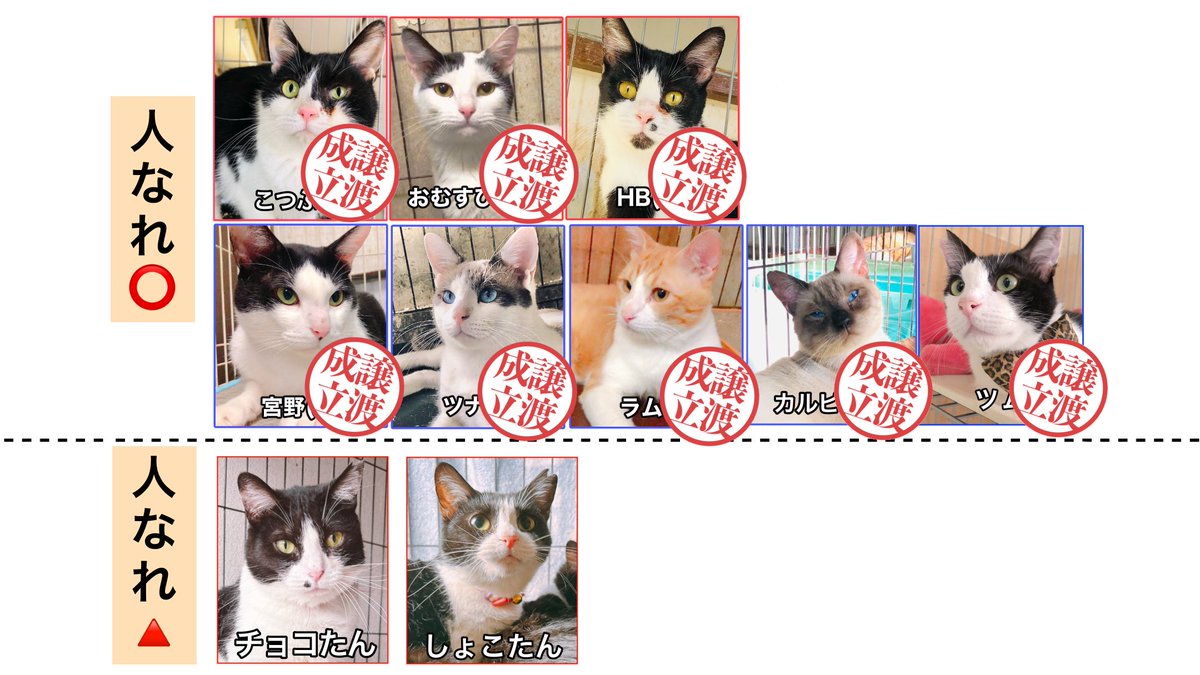 プロフ画像の子猫里親募集中です✨譲渡 1881416.jpeg