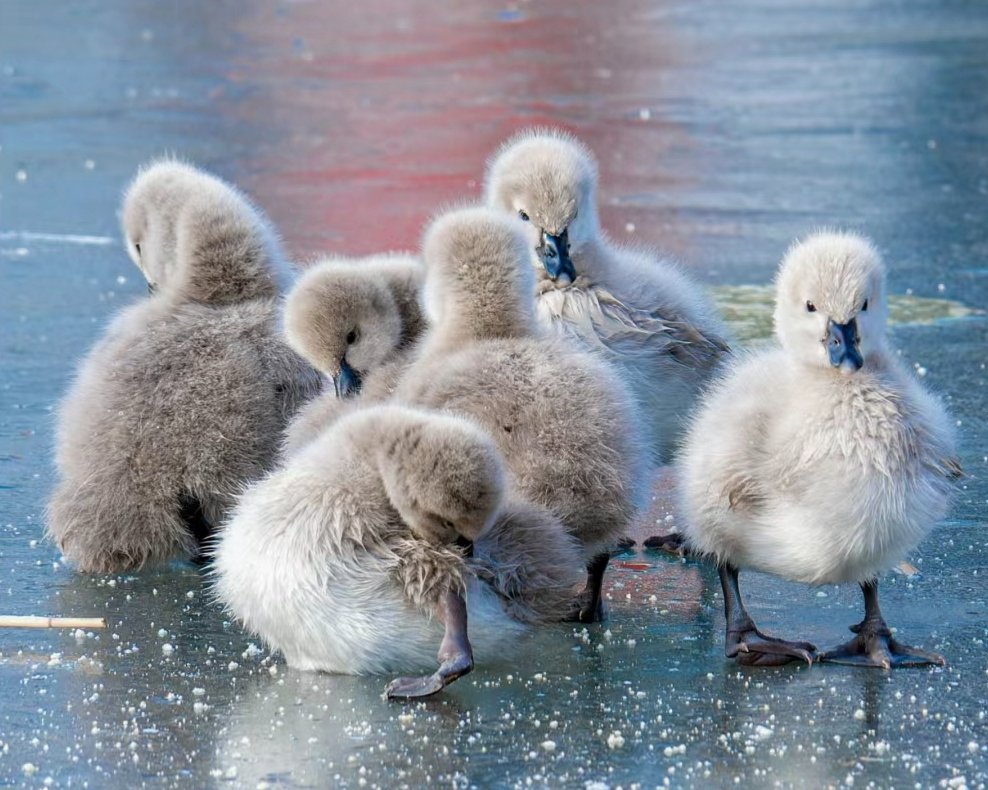 Babybirds.🐦🐦

#birds #baby #Ice #WINTER #furry #nature #photograghy #thursdaymorning #bea
