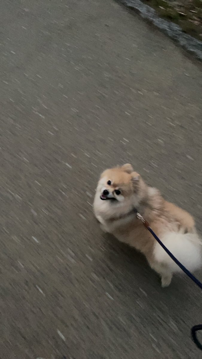 ponlemon's tweet photo. 初めまして！25日🎄に我が家にやってきました。タロです2歳です！
保護犬ですが既にデレデレな我が家です🥰🥰
ぽん兄さんが空に旅立って8ヶ月。
タロくんは何もかもスピードが違い過ぎて飼い主必死デス笑笑😂
どうぞよろしく〜 https://t.co/gSGIuzq1Sb