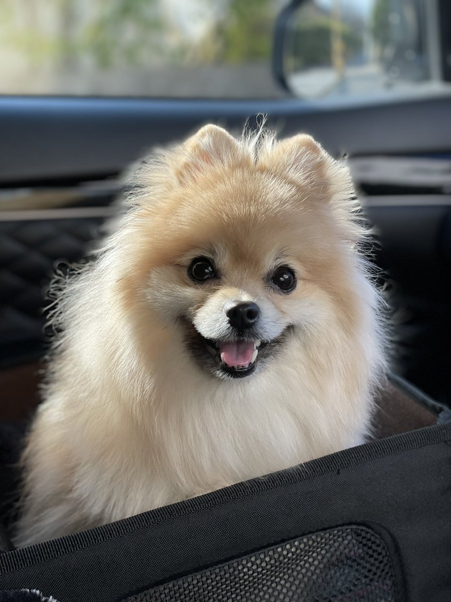 ponlemon's tweet photo. 初めまして！25日🎄に我が家にやってきました。タロです2歳です！
保護犬ですが既にデレデレな我が家です🥰🥰
ぽん兄さんが空に旅立って8ヶ月。
タロくんは何もかもスピードが違い過ぎて飼い主必死デス笑笑😂
どうぞよろしく〜 https://t.co/gSGIuzq1Sb