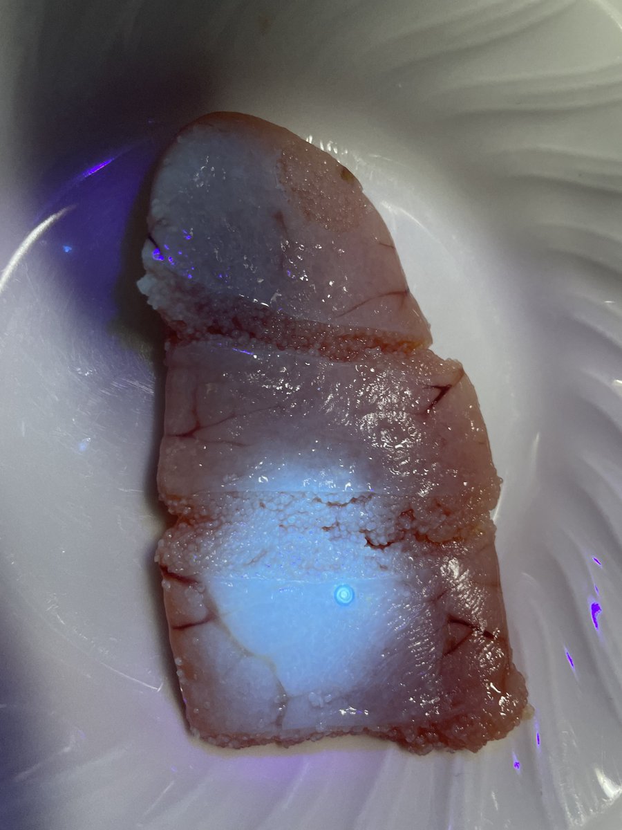 foo5134's tweet photo. コンビニでアニサキス発見したのでリアクションバイ
津本式アニサキスライトと1000円のブラックライトと比較
津本式はめっちゃ輝いてて一目瞭然！
格安ブラックライトは一応光るけど心許ない、身の中にいたら見逃しそう https://t.co/BDOJCr9h9j