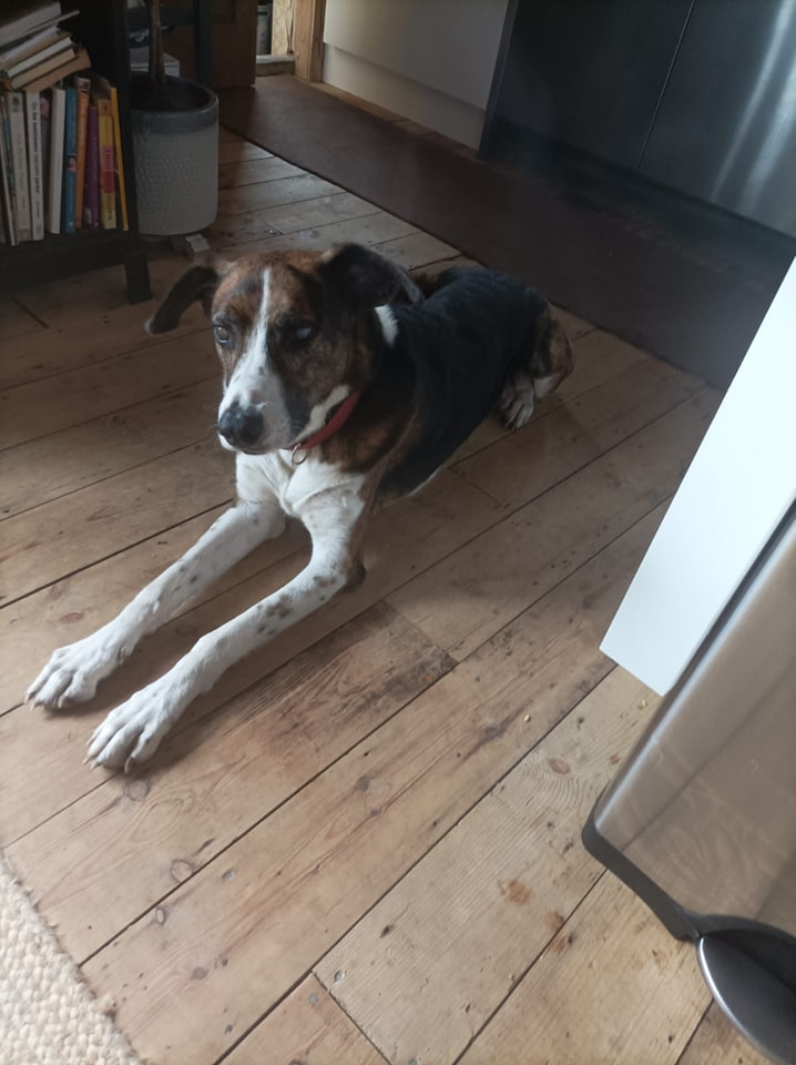 Animal Adoptions UK ๐โ๐ฆบ๐๐โค๏ธ (@adoptionsuk) on Twitter photo Please retweet URGENT APPEAL FOR BLIND RAMSEY #SUSSEX #UK
 And tragically another MEGA URGENT DOG  RAMSEY is blind Ramsey is a big older dog - a He is delightful and loving and affectionate. Ramsey needs time to learn about his surroundings and needs careful and slow Please retweet URGENT APPEAL FOR BLIND RAMSEY #SUSSEX #UK
 And tragically another MEGA URGENT DOG  RAMSEY is blind Ramsey is a big older dog - a He is delightful and loving and affectionate. Ramsey needs time to learn about his surroundings and needs careful and slow