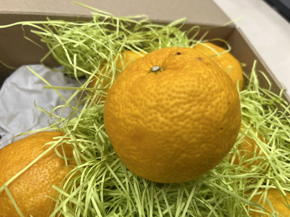 HAYASHI727's tweet photo. 高知県北川村の子供達と、AIを学び「バーチャル観光大使を作る」プロジェクト、お披露目の配信イベントが行われました。
1時間、北川村と繋ぎ今年のプロジェクトをお伝えしました。
その北川村がドローンを活用したゆず、売り切れましたが香りが最高です。
来年は是非購入を！
https://t.co/nWjGBLw8EZ https://t.co/Ksh4NS8Yib