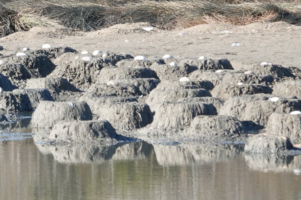 GomezSerrano_MA's tweet photo. Fracasa la nidificación del Flamenco en L'Albufera de València. La colonia de cría instalada en el Racó de L'Olla en diciembre de 2023 ha abandonado sus nidos  📷👇
Espero que al menos contribuya a relajar la elevada afluencia de visitantes de estos días en hábitats tan sensibles https://t.co/lbi7reK33F