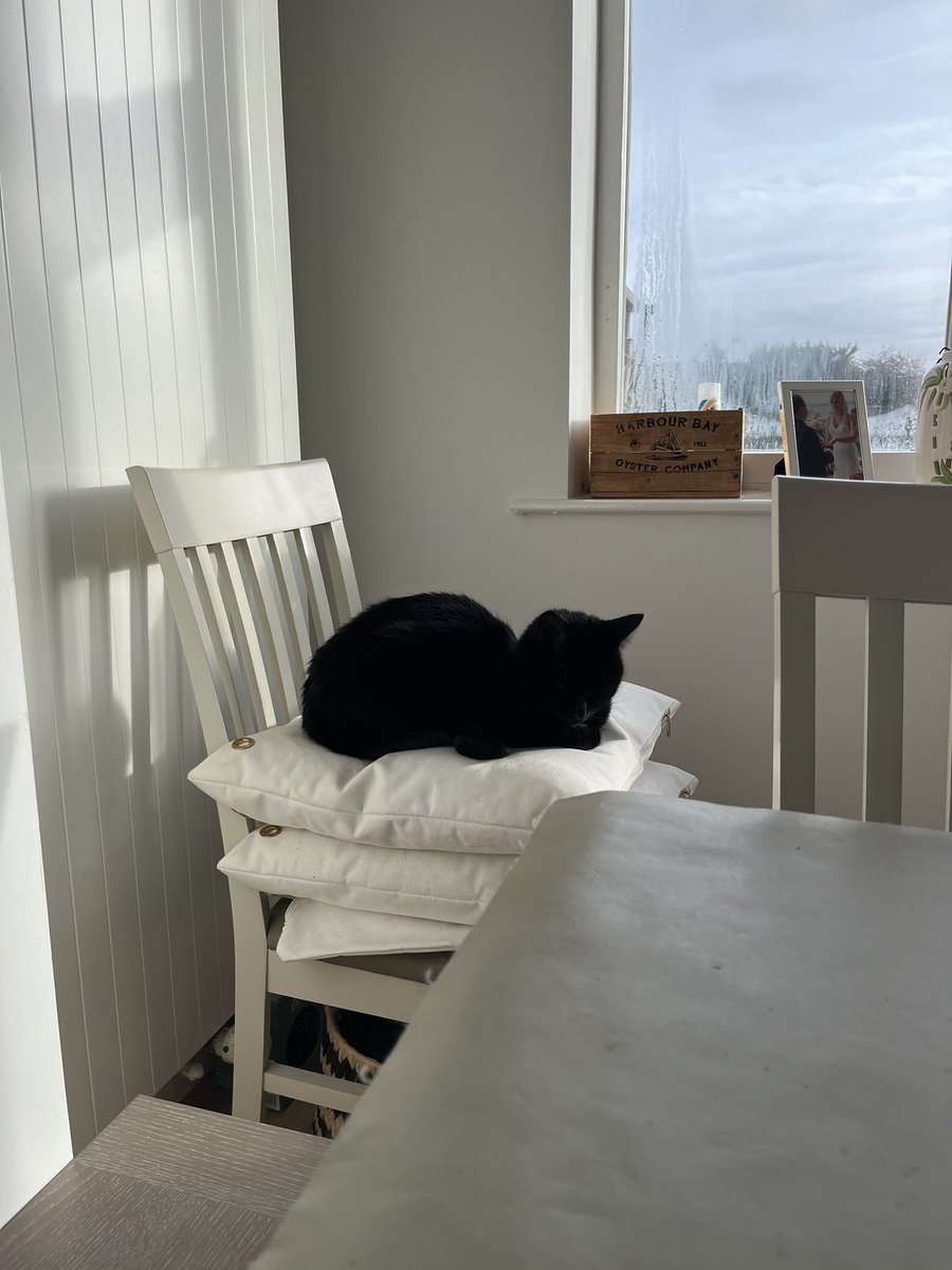 HistoryBowsh's tweet photo. I’ve had a #shitoff nightmare, the carpet monster, possibly assisted by this innocent looking cat, have taken the canopy 🤦♂️😭 @RedFiveModels @WeHaveWaysPod @almurray @James1940 https://t.co/k84C4TNoYl