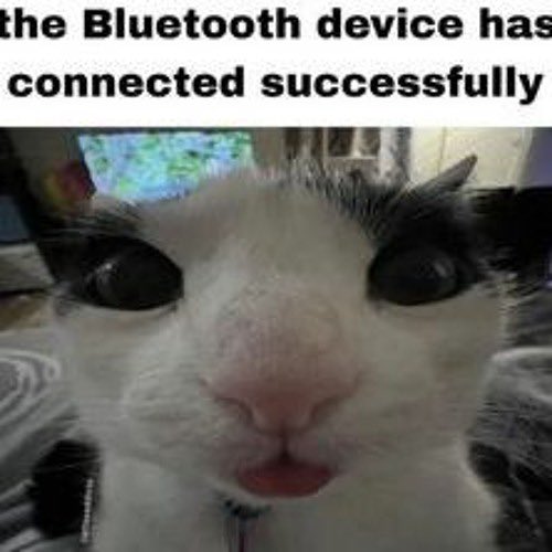 Padronso Admirer tweet media