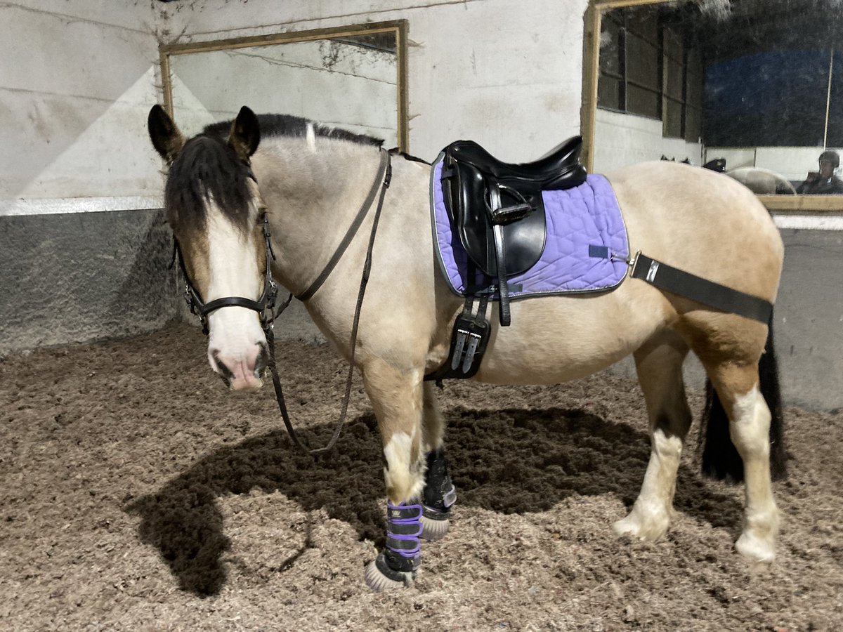 yellowcobDR's tweet image. Operation get fit Tess was in full swing again this morning. #sheissocute
