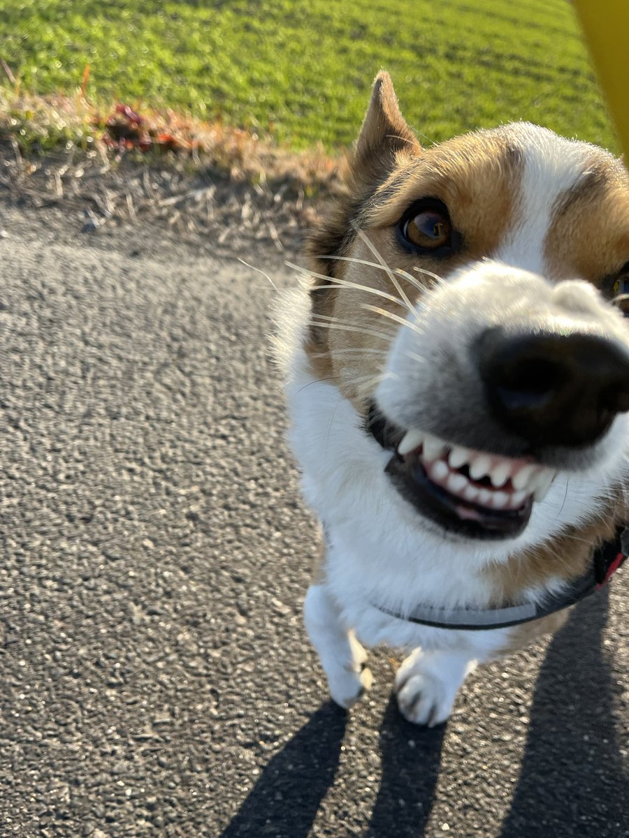 ChannelCorgi's tweet photo. https://t.co/9RiF7iCzFr