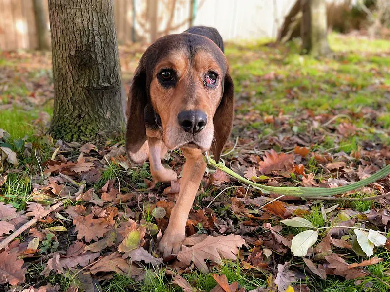 Animal Adoptions UK ๐โ๐ฆบ๐๐โค๏ธ (@adoptionsuk) on Twitter photo Please retweet to help Custard find a home #CANTERBURY #KENT #UK 
Beautiful Beagle Cross aged 4. This lovely soul has had a hard start in life.  His eye problem has now been treated. Custard needs an adult home and to live with a calm, existing dog, to help build his Please retweet to help Custard find a home #CANTERBURY #KENT #UK 
Beautiful Beagle Cross aged 4. This lovely soul has had a hard start in life.  His eye problem has now been treated. Custard needs an adult home and to live with a calm, existing dog, to help build his