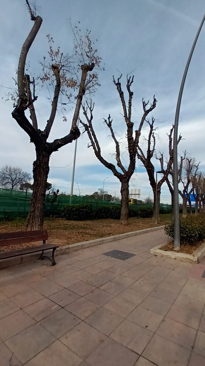❌Avd Reyes Católicos entre calle Estudiantes y calle Perdiz, Getafe.
👓No hay bloques de viviendas cerca, la autovía A42 a más de 15 metros, no hay terrazas de bares, pero se poda. 
🌿Estas podas no son necesarias para el árbol, solo lo dañan y ponen en riesgo su supervivencia.