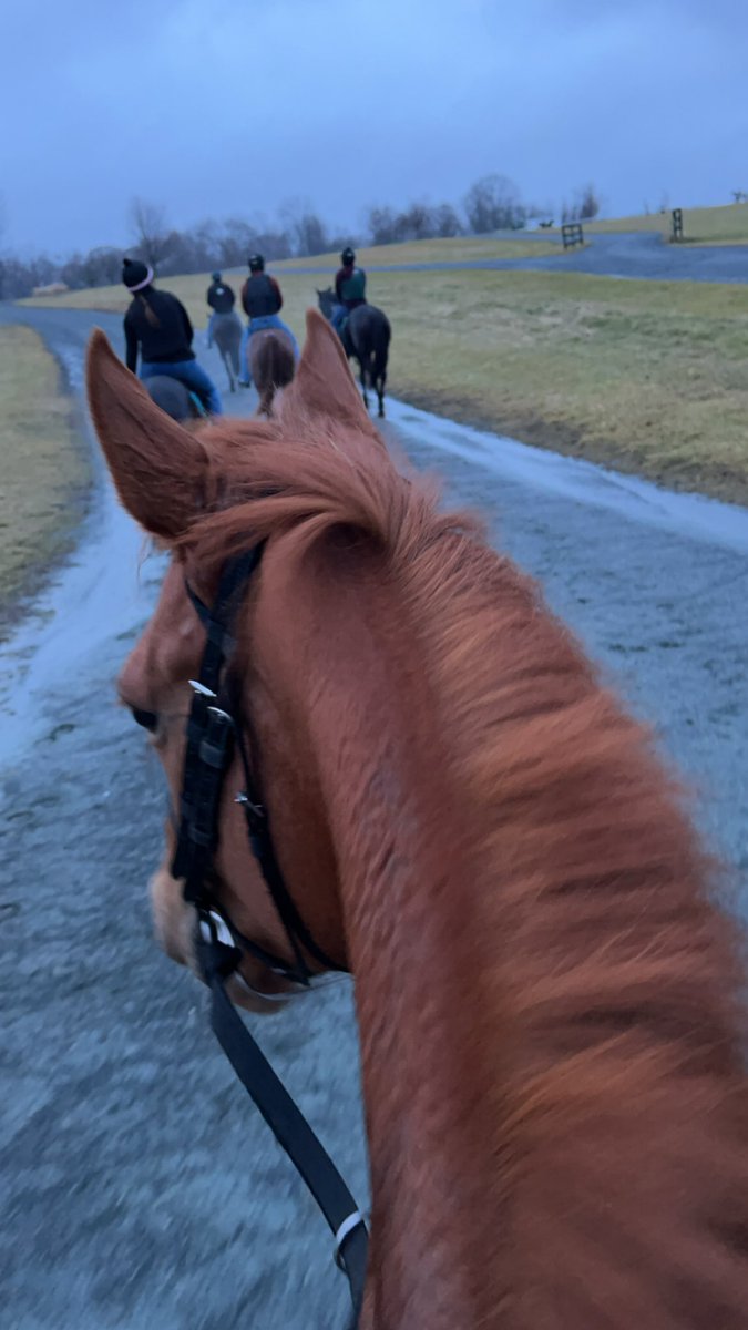 Keri145's tweet photo. Back in the tack after almost 5 weeks this morning and nothing like 2 spicy redheads to remind me how unfit I now am 🥵🥵 Still, there’s nothing better 🤩 #WesternLane #DespiteOdds https://t.co/Gbx11NCRXz