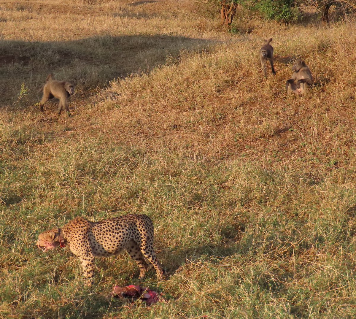 🚨 New @WildEcoLabNMU paper in #FoodWebs We report on trophic interactions between #cheetah & #baboon and suggest baboons could be an underreported source of food loss & kleptoparasitism! Thanks to @wildlifeact in Hluhluwe–iMfolozi for some great 📸! sciencedirect.com/science/articl…