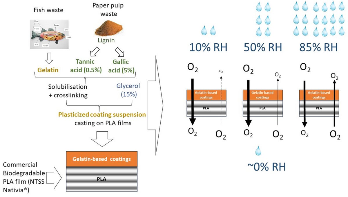 Coatings_MDPI's tweet photo. #paperrecommendation #callforreading #featurepaper
🍊#food #packaging; #polylactide; #hydrophilicity; #thermal properties; #moisture
📜 Influence of #Gelatin-Based #Coatings #Crosslinked with Phenolic Acids on #PLA #Film Barrier Properties
🍒 https://t.co/UHJE7VXYNz https://t.co/ixaHT5mVNE