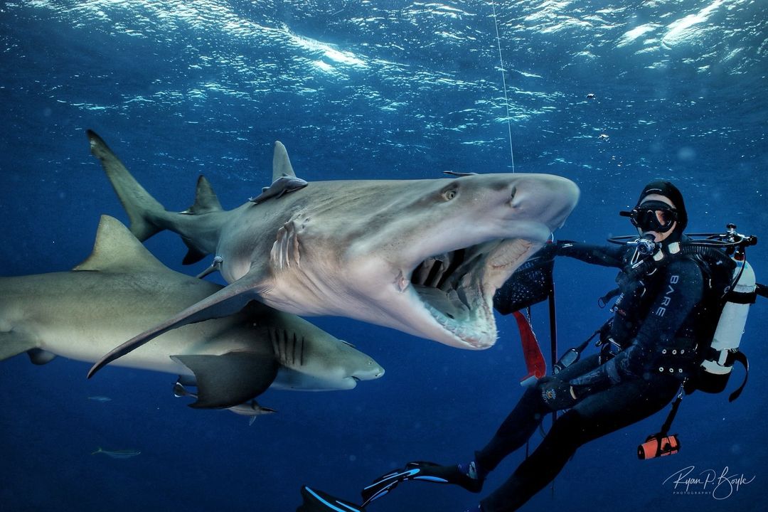 Original  Post <a href="/spoyld1/">Vince St. James</a> Shark Lovers,  
📸:  <a href="/spoyld1/">Vince St. James</a> 
.
.
.
.
.
#scuba #scubadiving #shark #sharkdiving #underwater #underwaterphotography #underwaterphotographer #uwphotography #tigershark #nurseshark #bimini