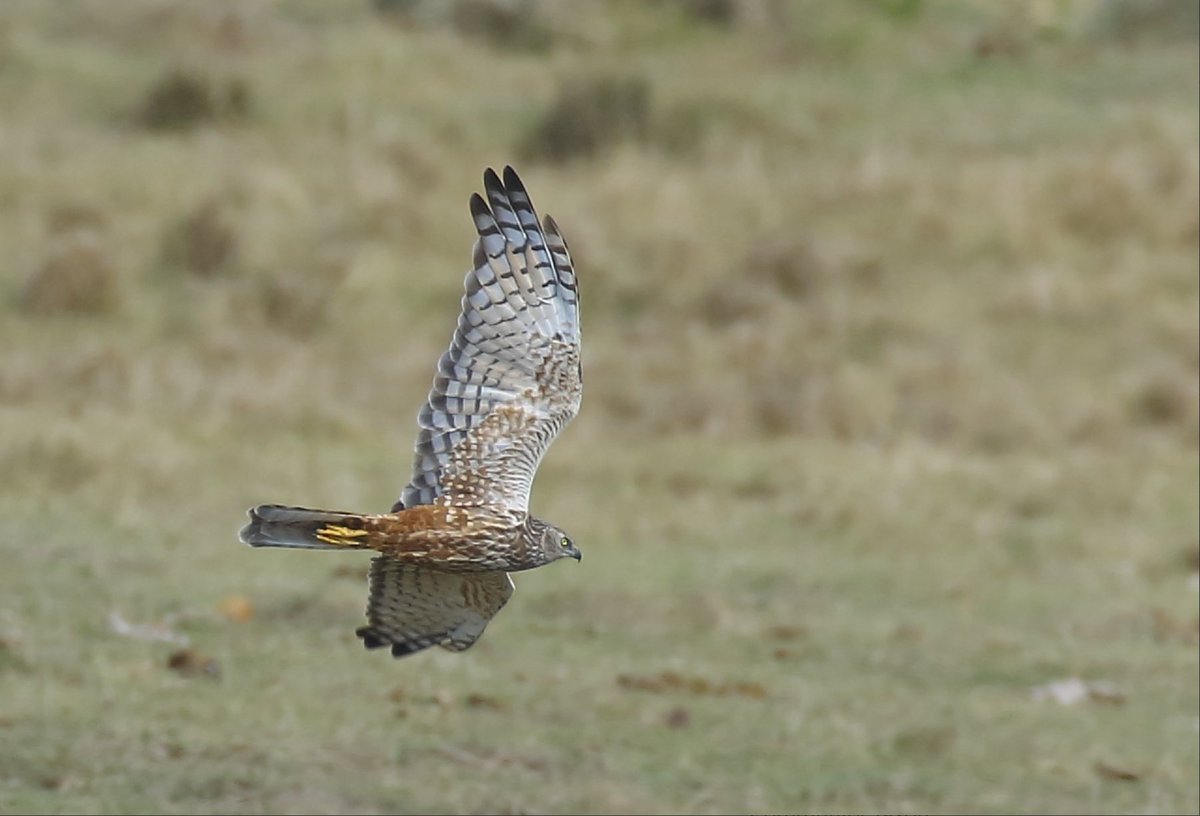 Nuwejaars SMA (@nuwejaars) on Twitter photo In the past year, as the Nuwejaars wetlands restoration project has continued with support from our incredible donor, <a href="/WWFSouthAfrica/">WWF South Africa</a>, we recorded 6 African Marsh Harrier nests across 3 wetlands in the space of just 2 days.
Image: <a href="/HelenBad/">helen badstrom</a> on iNaturalist In the past year, as the Nuwejaars wetlands restoration project has continued with support from our incredible donor, <a href="/WWFSouthAfrica/">WWF South Africa</a>, we recorded 6 African Marsh Harrier nests across 3 wetlands in the space of just 2 days.
Image: <a href="/HelenBad/">helen badstrom</a> on iNaturalist