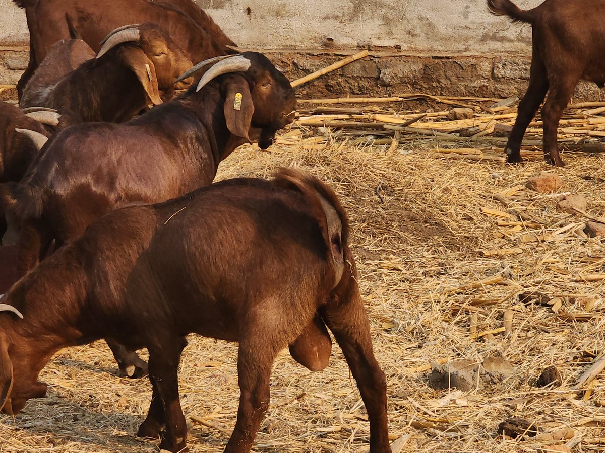 DakaraiMap's tweet photo. @daddyhope We selling us 500 pedigree kalahari rams, Mhandara farm Headlands. +263785721183.

Had posted us 1 500 incorrectly earlier. https://t.co/ERRNzQnGuv