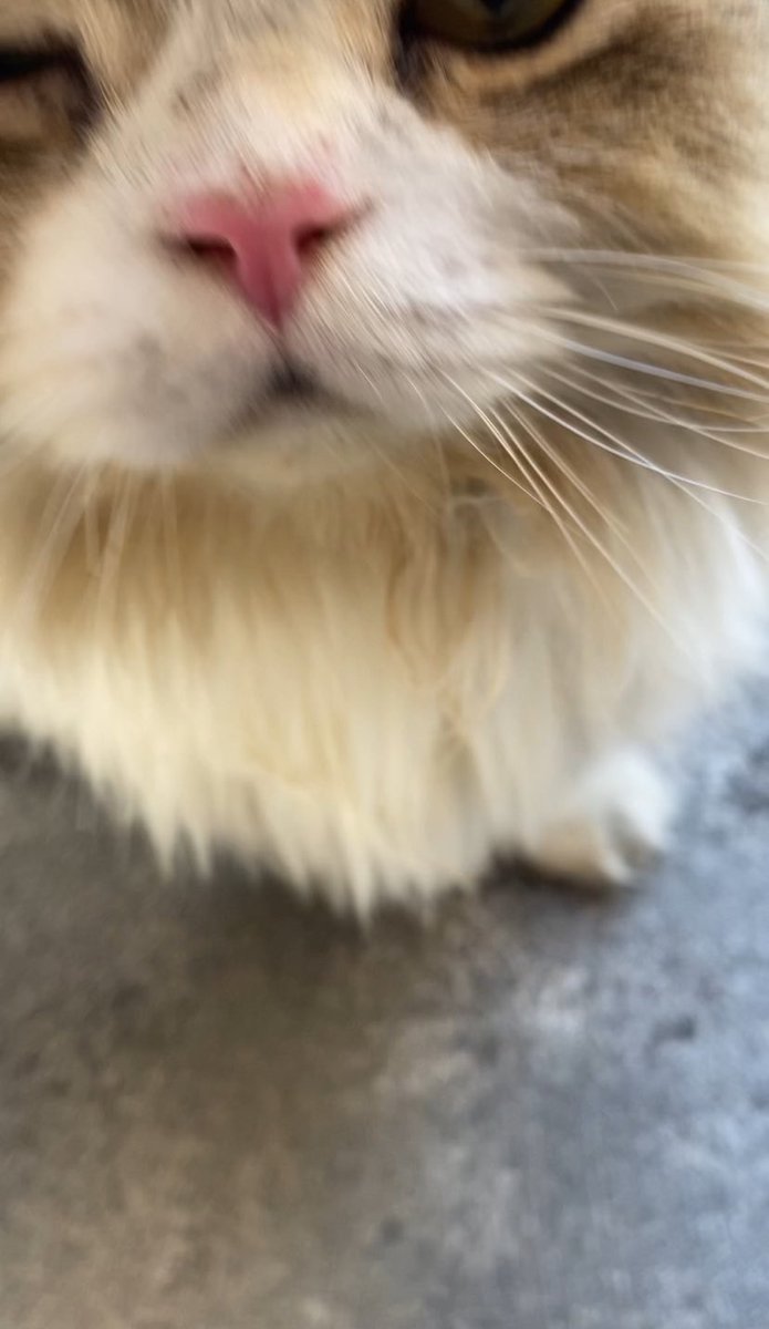 mew_million56's tweet photo. @NA_NaonaonA_NA 🐈🤏🏻 https://t.co/rXGgFiOQUk