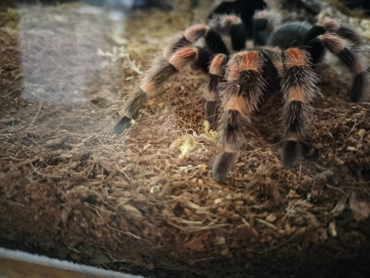 Tofu and the rest of the tropical invertebrates are very grateful for the underfloor heating in the Tropical Bug Zoo today (as are we)! 

#BugZoo #TropicalBugZoo #tarantula #StormGerrit #TheBugFarm