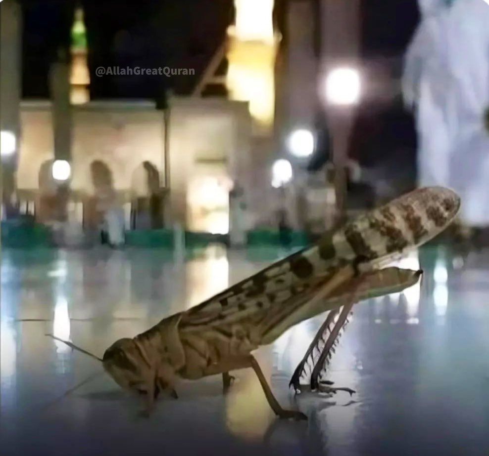 AllahGreatQuran's tweet photo. Grasshopper doing Sajdah in Masjid Al-Nabawi. https://t.co/q86YjXtI3w