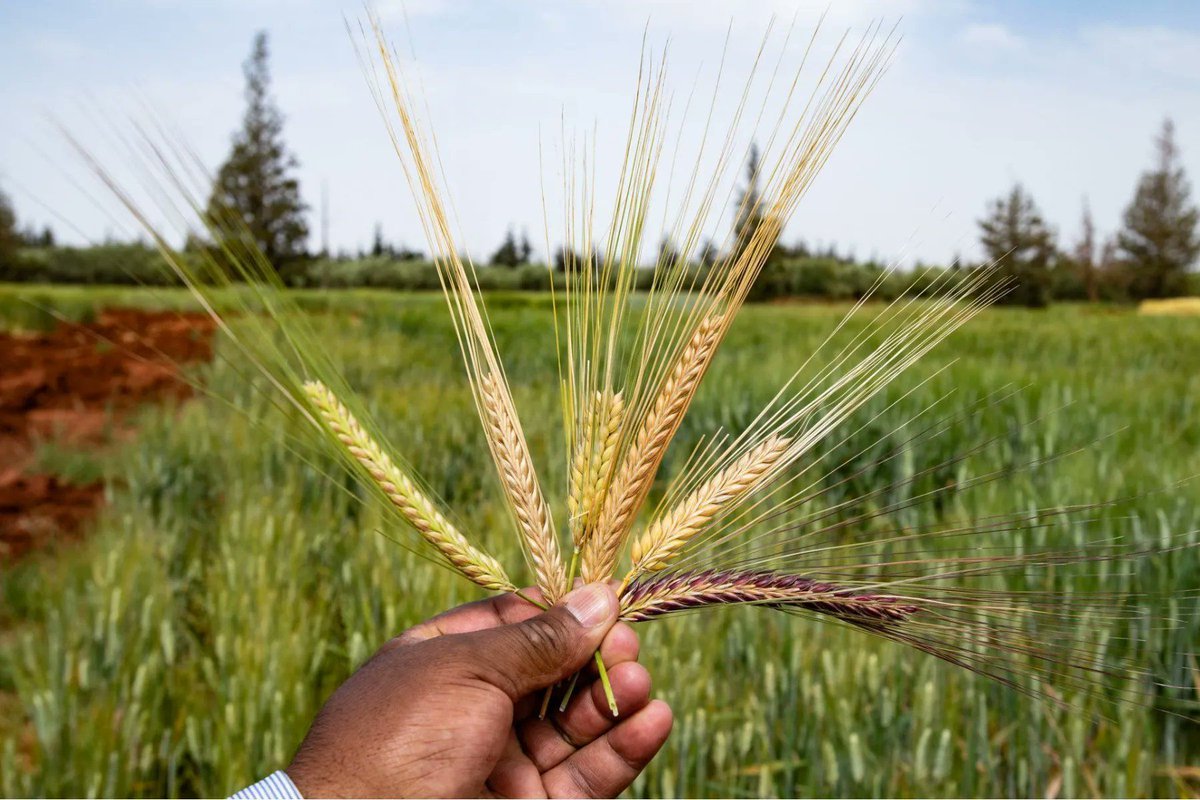 The Crop Trust tweet media