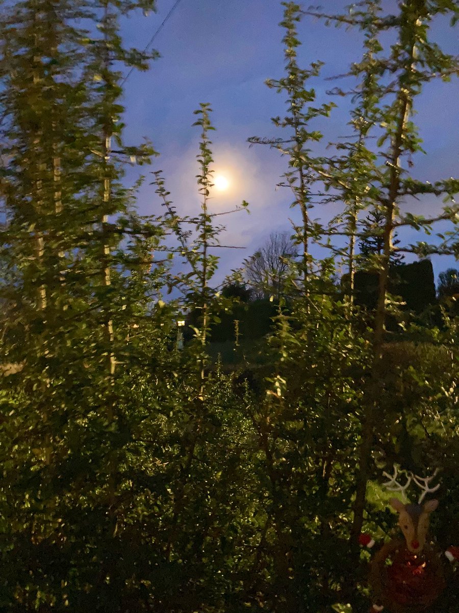 madeleinemaste4's tweet photo. The misty moon
this #Thursday morn
through the light up
Reindeer bush ⭐️🎄
A brighter day
#alternativeview 💕x https://t.co/wMFoqGVEXJ