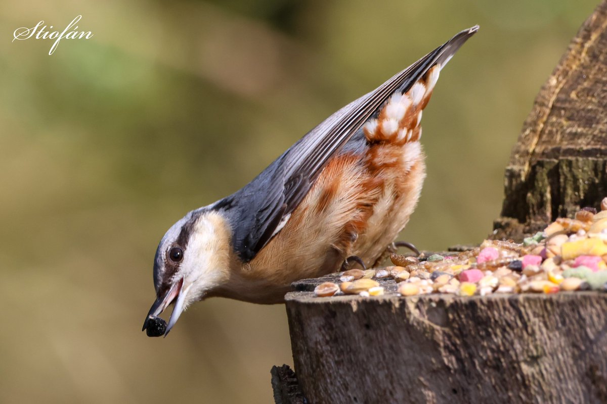 Morning all, we've been out and done our first two miles of the day. It's horribly wet and windy, not many birds about. Here's an old nuthatch photo.