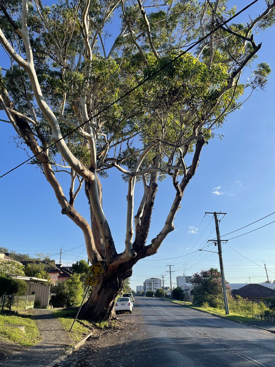 BackyardBiome's tweet image. A friendly neighbourhood shade tree in all its towering glory 😊 I hope you all had a wonderful Christmas.