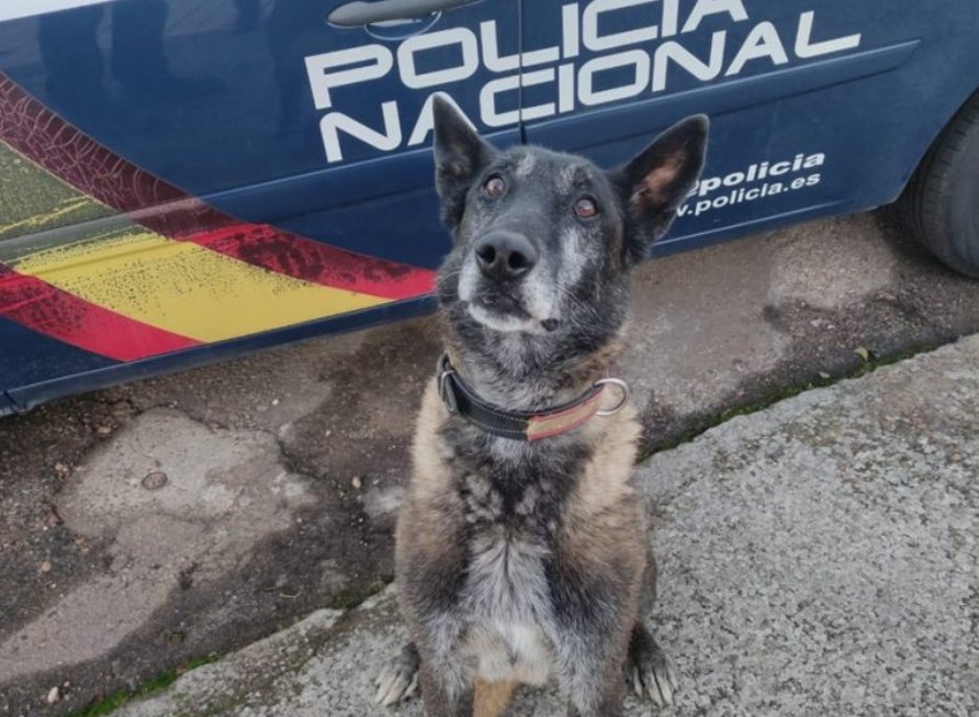 🐶 Hola, me llamo Lobo . Soy un pastor belga malinois y tengo 7 años He sido agente de la @policia pero ha llegado la hora de jubilarme y ahora necesito una 🏠 donde vivir esta nueva etapa 🤗 Con machos me llevo regular 🫣 pero bien con hembras 😬 heroesde4patas.org/perro/lobo-4/