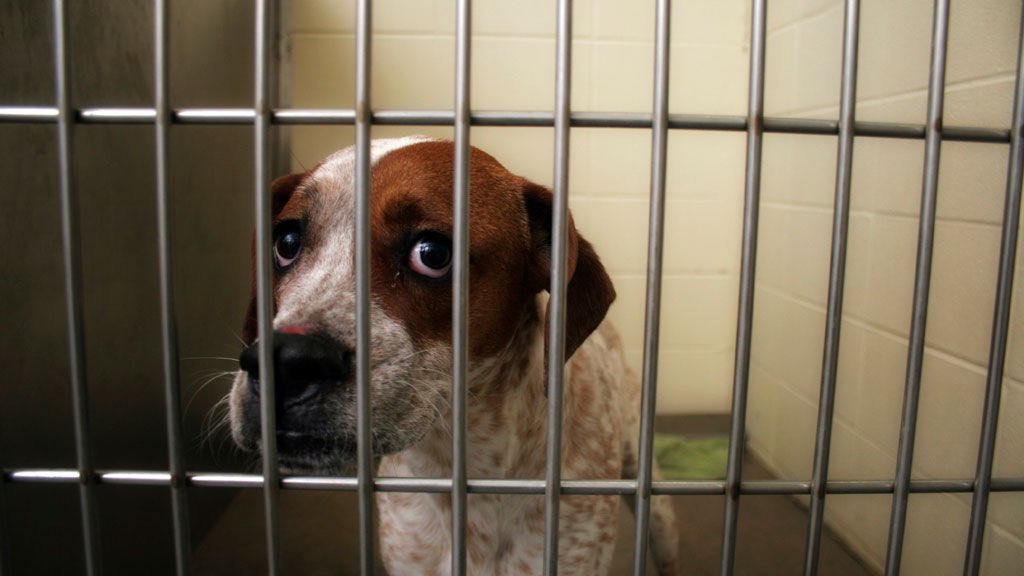 danielsirera's tweet photo. Los trabajadores del #CAACB del @bcn_ajuntament llevan 34 días en huelga, sin solución para sus precarias condiciones laborales ni tampoco de mejora de las condiciones de vida de los animales. 
👉🏼 Equiparar sueldos.
👉🏼 Contratar paseadores.
👉🏼 Transporte publico para voluntarios. https://t.co/nzTLZGjPKz