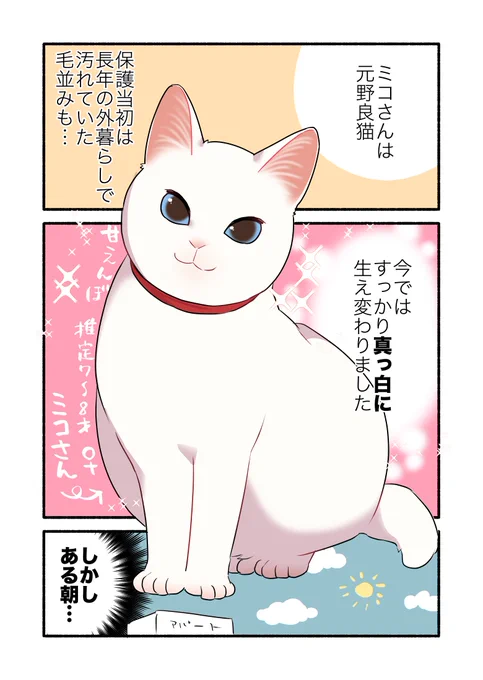 朝起きたら白猫が黒猫になってた話(1/2) #漫画が読めるハッシュタグ #愛されたがりの白猫ミコさん 