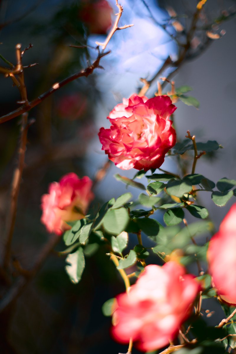 KannistoJuha's tweet photo. Some shots from 1 week ago taken during lunch break at Shirokanedai with my Sony #A7CII & #Kistar 55/1.2. It was another very clear and sunny day with photogenic light. More: https://t.co/6i94PGW6Bt https://t.co/VPVHIunKXs