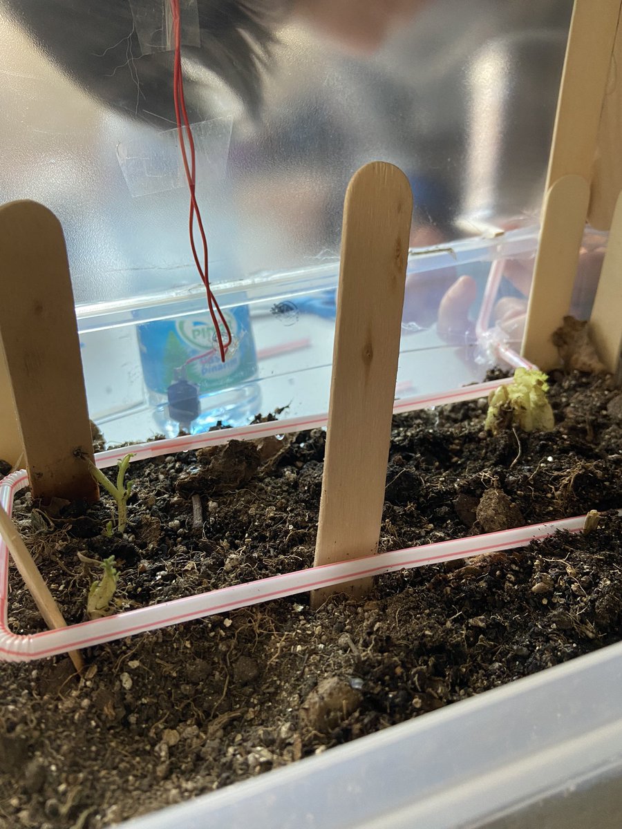 nozelll's tweet photo. Gelişen seramız
Sulama sistemini test ediyoruz 🌱
@ozgeeasln @mserhankal @ahmetoba2 #stemjr #bkstem #stemgelecektir https://t.co/xfYExP41rq