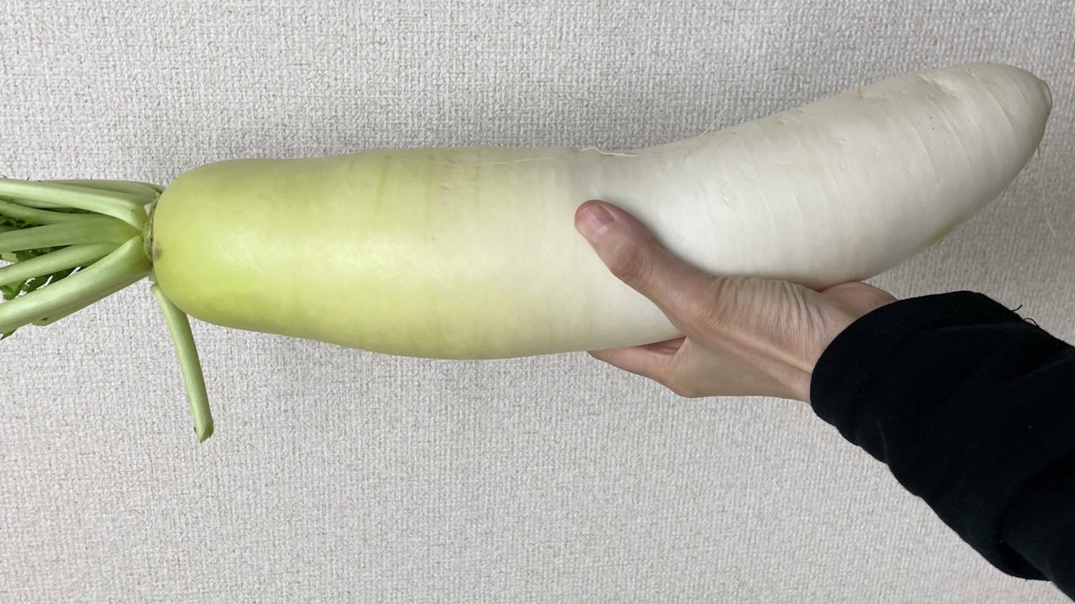 iinkai_kawakami's tweet photo. 新しい大根買ったよ〜♫(｣´ᗜ`)｣ｵｰｲ https://t.co/4VWLyn3Wfq