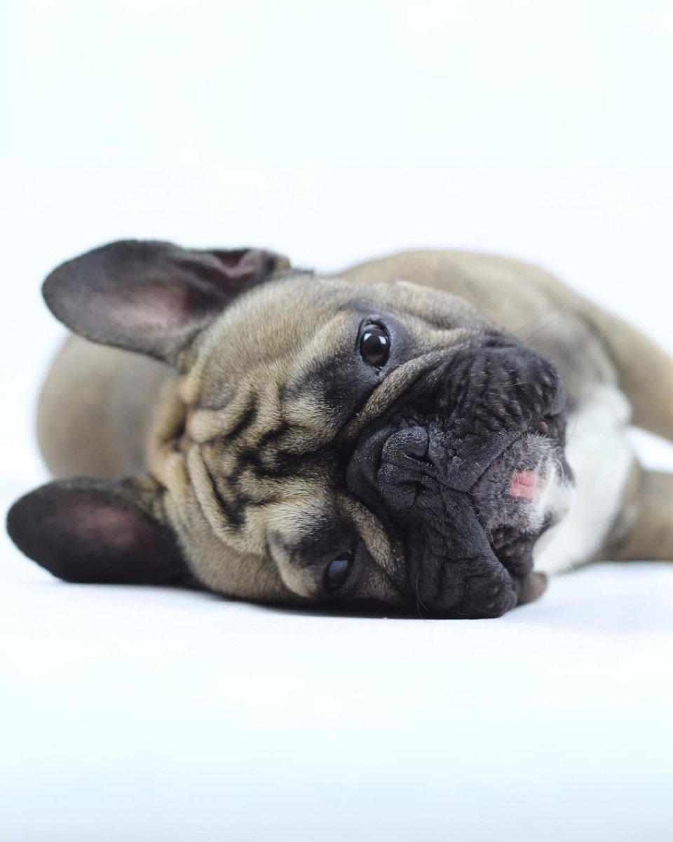 millennialEs's tweet photo. Gustavo piensa que el marketing no tiene por qué ser solo sobre vender. También puede ser sobre compartir valores y hacer del mundo un lugar mejor. 🐾 #MarketingForGood #GustavoTips #frenchie #marketingdigital https://t.co/S5wZ69bVgM