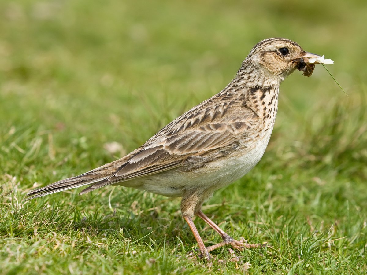 Wordsworthians's tweet photo. For the #12DaysOfChristmas, Day 4, first bird, Shelley's Skylark….
https://t.co/fGKRryX1FX https://t.co/pbzko7anaW
And you can hear it here https://t.co/EQ4GNY4hWc
#FourCallingBirds https://t.co/rSmJegA7HY