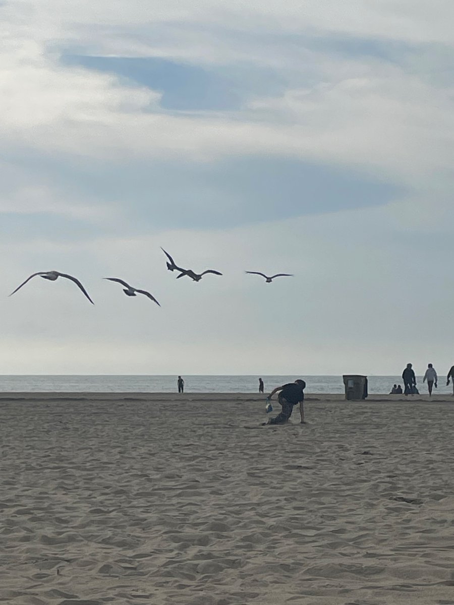 Beautiful beach day at #santamonica where birds know how to hustle for food!!! #bitds #HorrorMovies