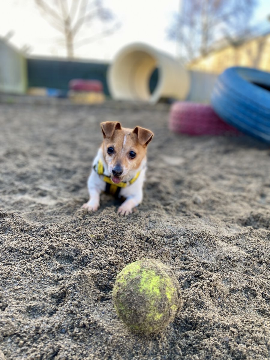 Just a gorgeous girl and her favourite thing in the world 🥎💛

dogstrust.ie/rehoming/dogs/…

#TheSimpleThings
