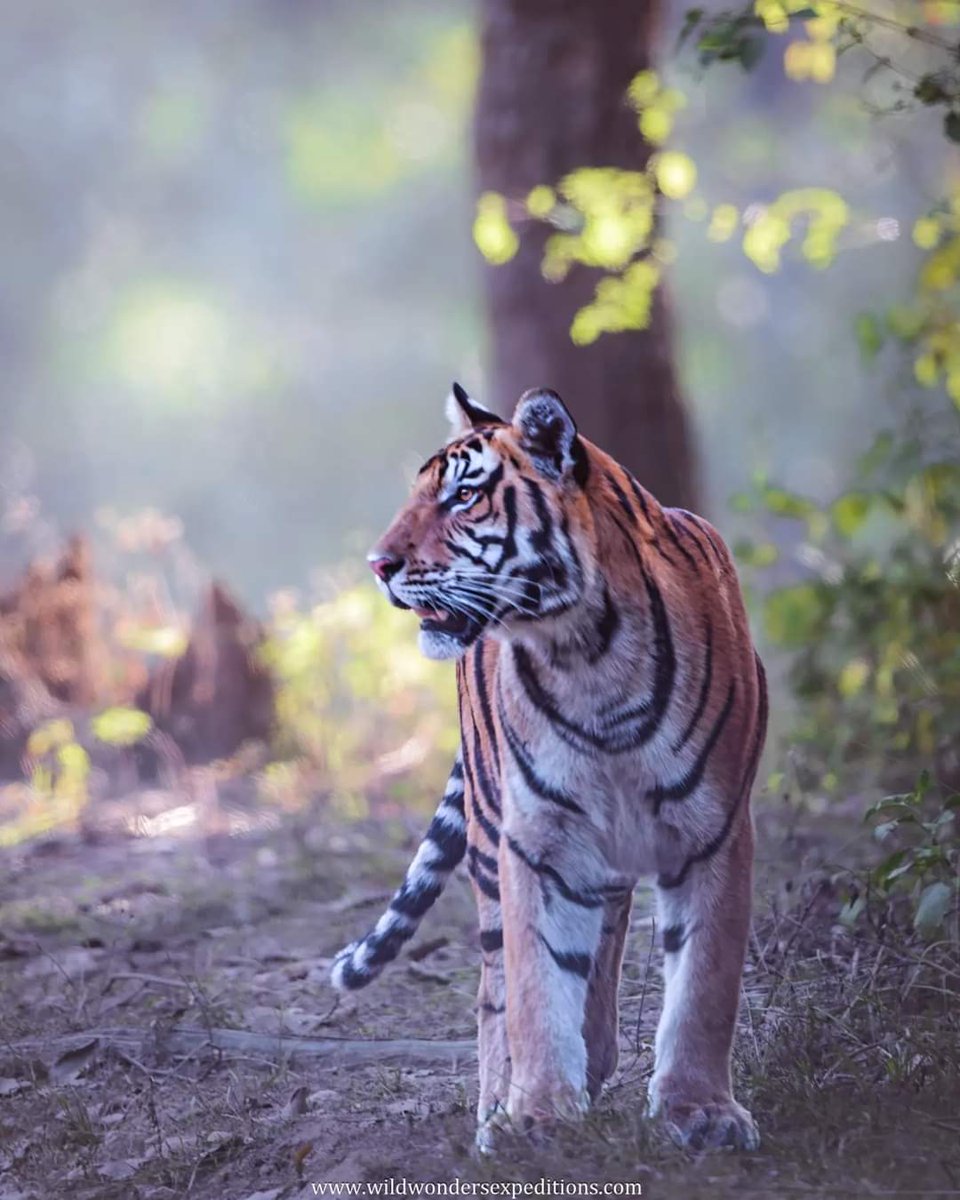 Debashis_WWE's tweet photo. Let nature nurture your soul.

#kanhanationalpark #wintermood #tigers #nikonindiaofficial #WildWondersExpeditions
@NatGeoIndia @NikonIndia https://t.co/9WG5m8hKGK