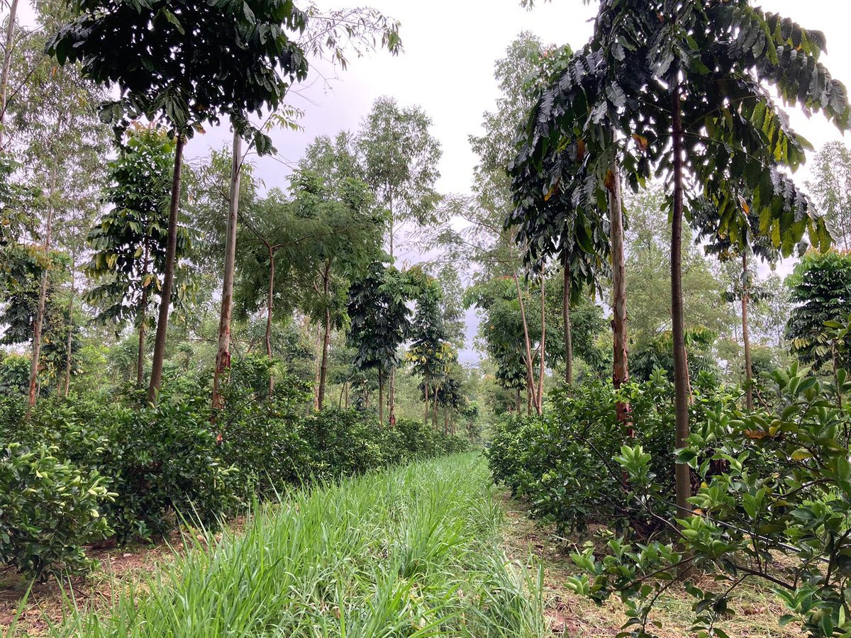 Excited to be working with Rizoma in #Brazil who is pioneering industrial scale #agroforestry. This is a photo from their #lime #farm