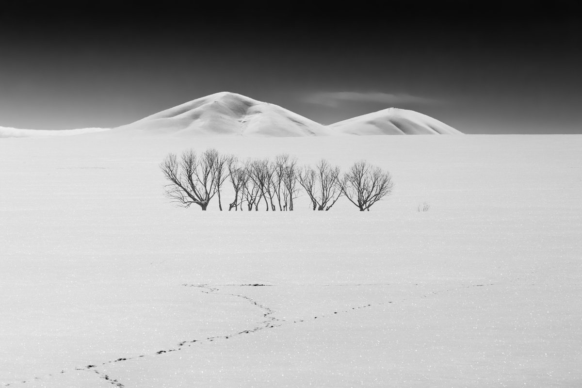 NftSariyildiz's tweet photo. Gm Friends ❤️🍀

'Footprints of fox' available on @exchgART 
6/6 edition https://t.co/rkBSEnCG85