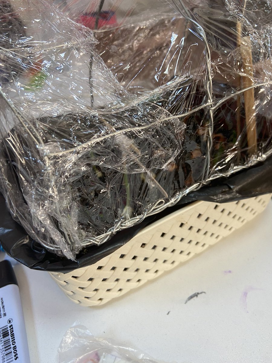 nozelll's tweet photo. Gelişen seramız 🌱
Soğan ve sarımsaklarımız büyümeye başladı 🌱
@ahmetoba2 @ozgeeasln @mserhankal #stemjunior #bkstem #stemgelecektir https://t.co/DTW4hgtz5m