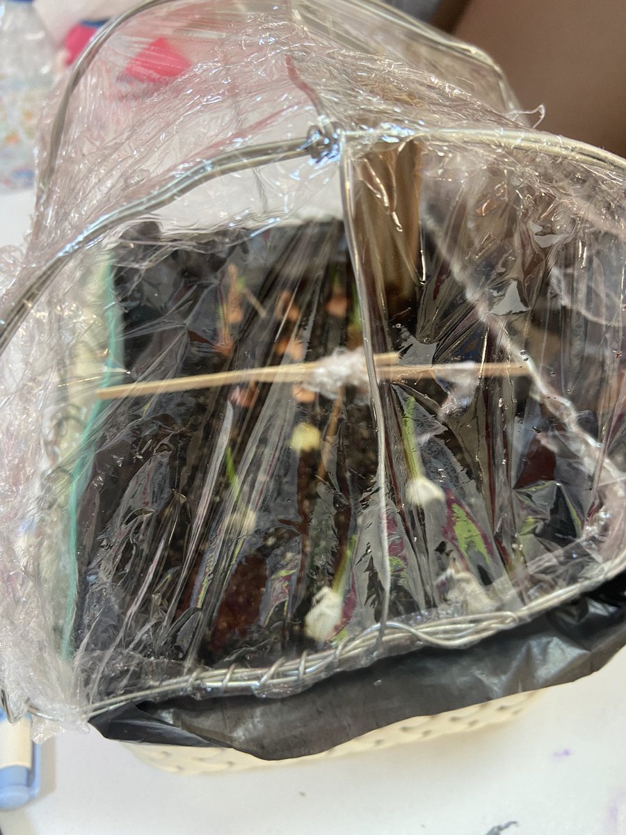 nozelll's tweet photo. Gelişen seramız 🌱
Soğan ve sarımsaklarımız büyümeye başladı 🌱
@ahmetoba2 @ozgeeasln @mserhankal #stemjunior #bkstem #stemgelecektir https://t.co/DTW4hgtz5m