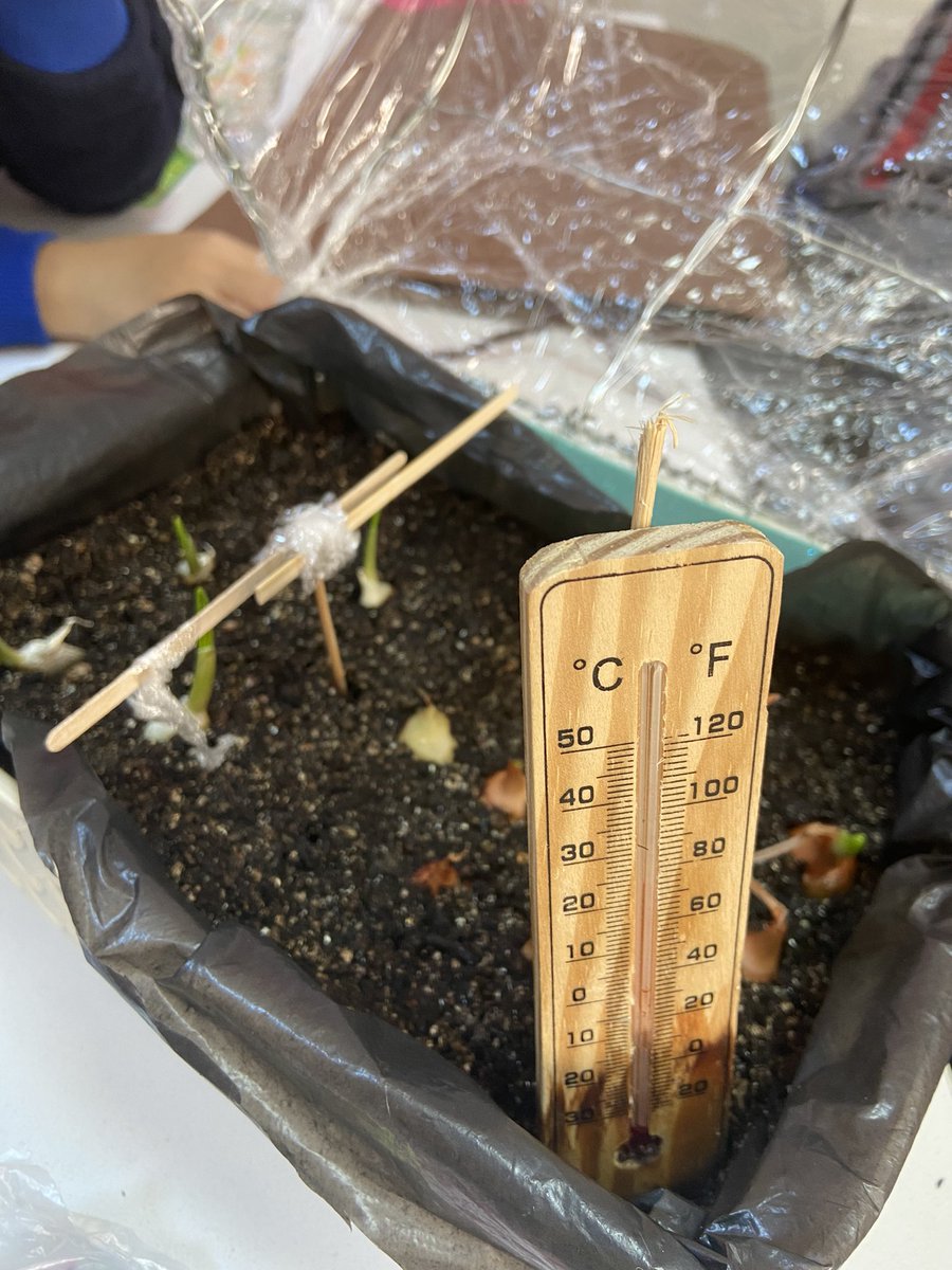 nozelll's tweet photo. Gelişen seramız 🌱
Soğan ve sarımsaklarımız büyümeye başladı 🌱
@ahmetoba2 @ozgeeasln @mserhankal #stemjunior #bkstem #stemgelecektir https://t.co/DTW4hgtz5m