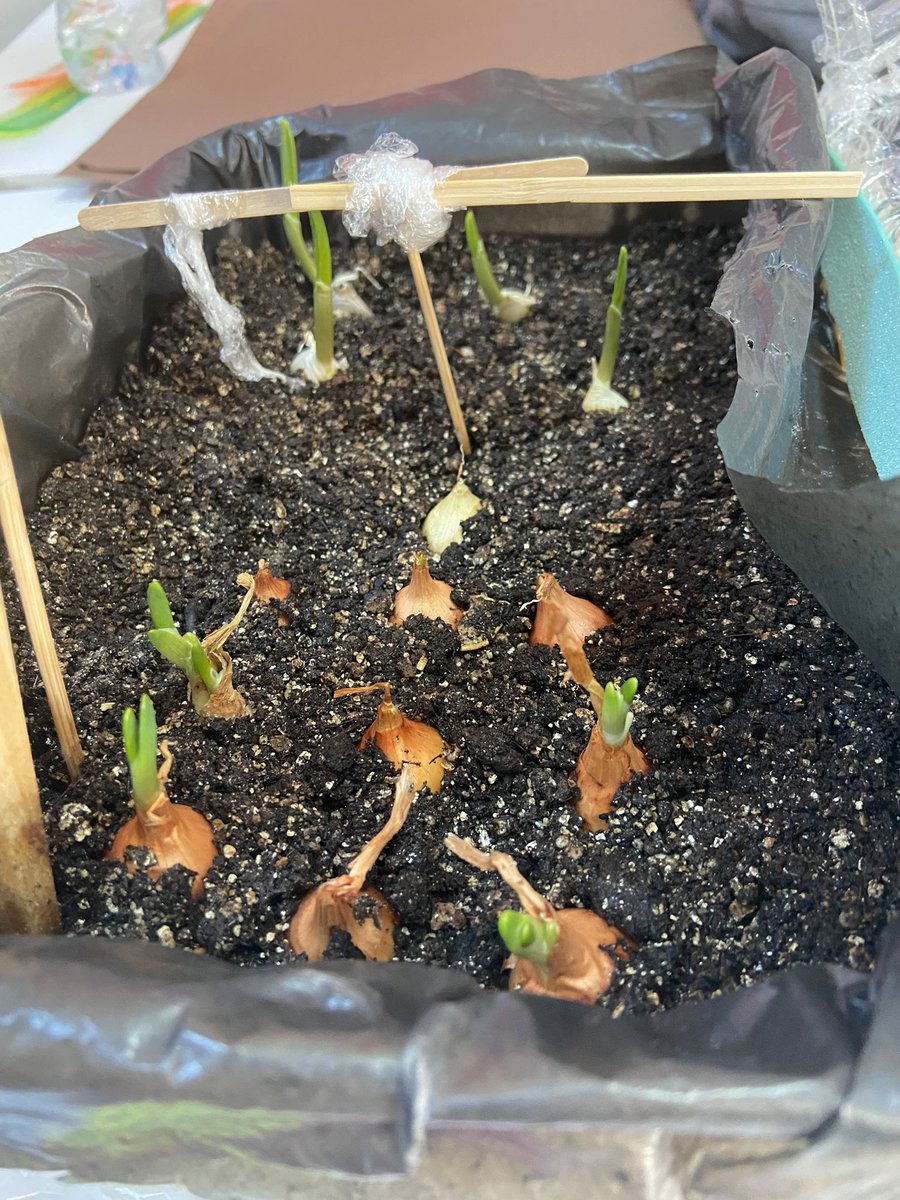 nozelll's tweet photo. Gelişen seramız 🌱
Soğan ve sarımsaklarımız büyümeye başladı 🌱
@ahmetoba2 @ozgeeasln @mserhankal #stemjunior #bkstem #stemgelecektir https://t.co/DTW4hgtz5m