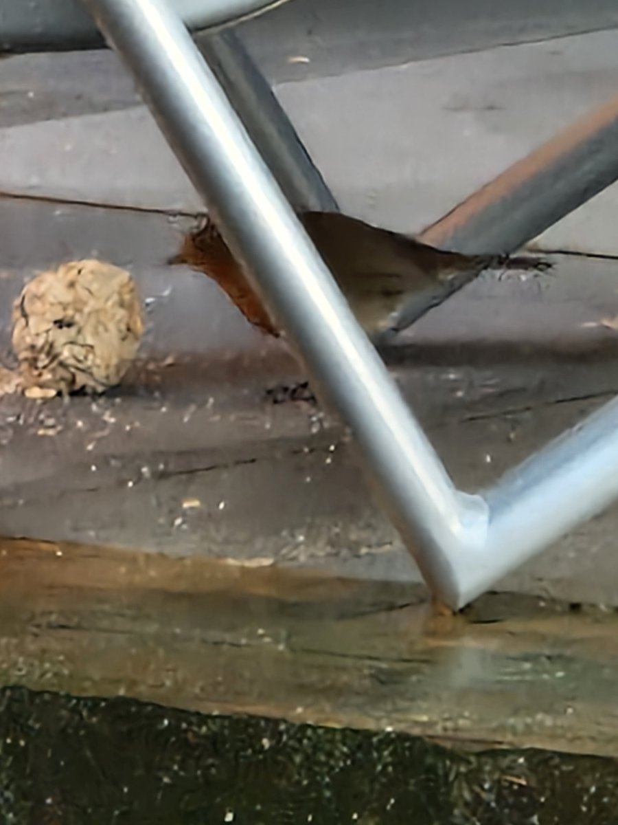 CWharton23's tweet photo. Robin is getting his daily feed this morning ❤️

#feedthebirds #winter #bird #birdsofinstagram #birds #robin #robinredbreast #gardenvisitor #asignfromabove #asignfromheaven @Natures_Voice https://t.co/fPMvEMMUsi