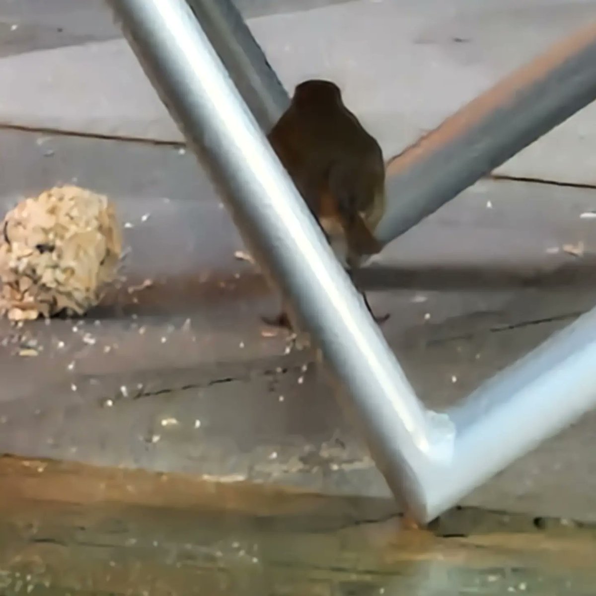 CWharton23's tweet photo. Robin is getting his daily feed this morning ❤️

#feedthebirds #winter #bird #birdsofinstagram #birds #robin #robinredbreast #gardenvisitor #asignfromabove #asignfromheaven @Natures_Voice https://t.co/fPMvEMMUsi