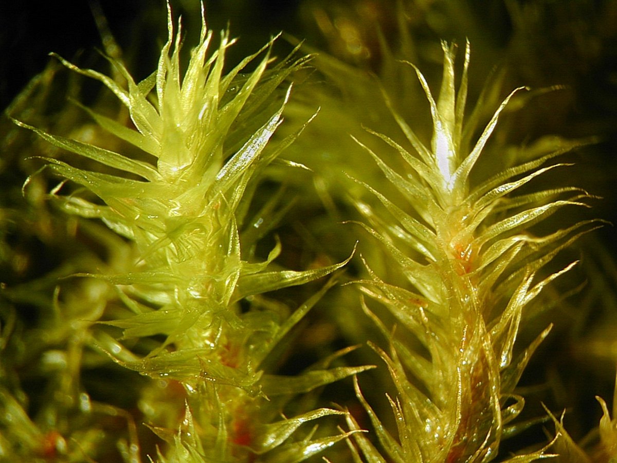 Breutelia subtomentosa (Hampe) Jaeg.
Brazil, Santa Caterina, Corubá, Ano Bom,
open rock in the spray mist next to a waterfall,
steep mountain side in cloud forest, 500 m, leg. 10.09.2001
det. A. Schäfer-Verwimp