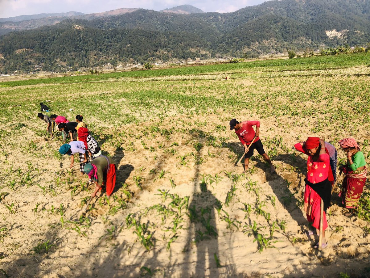 सिन्धुली, तीनपाटनका किसान मकै गोड्दै...

  गाउँको सामाजिक अर्थतन्त्र सामुहिकताबाट पुँजीवाद तर्फ उन्मुख छ। अझैपनि यो मेलोमा भएका अधिकांश अर्मपर्म वाला किसान हुन्। तर गाउँको यो सामाजिक अर्थ व्यवस्थालाई पैसाले विस्तारै विस्थापित गर्दैछ। खाजाका रुपमा चटपटे, चाउचाउ र डिउ चैं यस्ता
