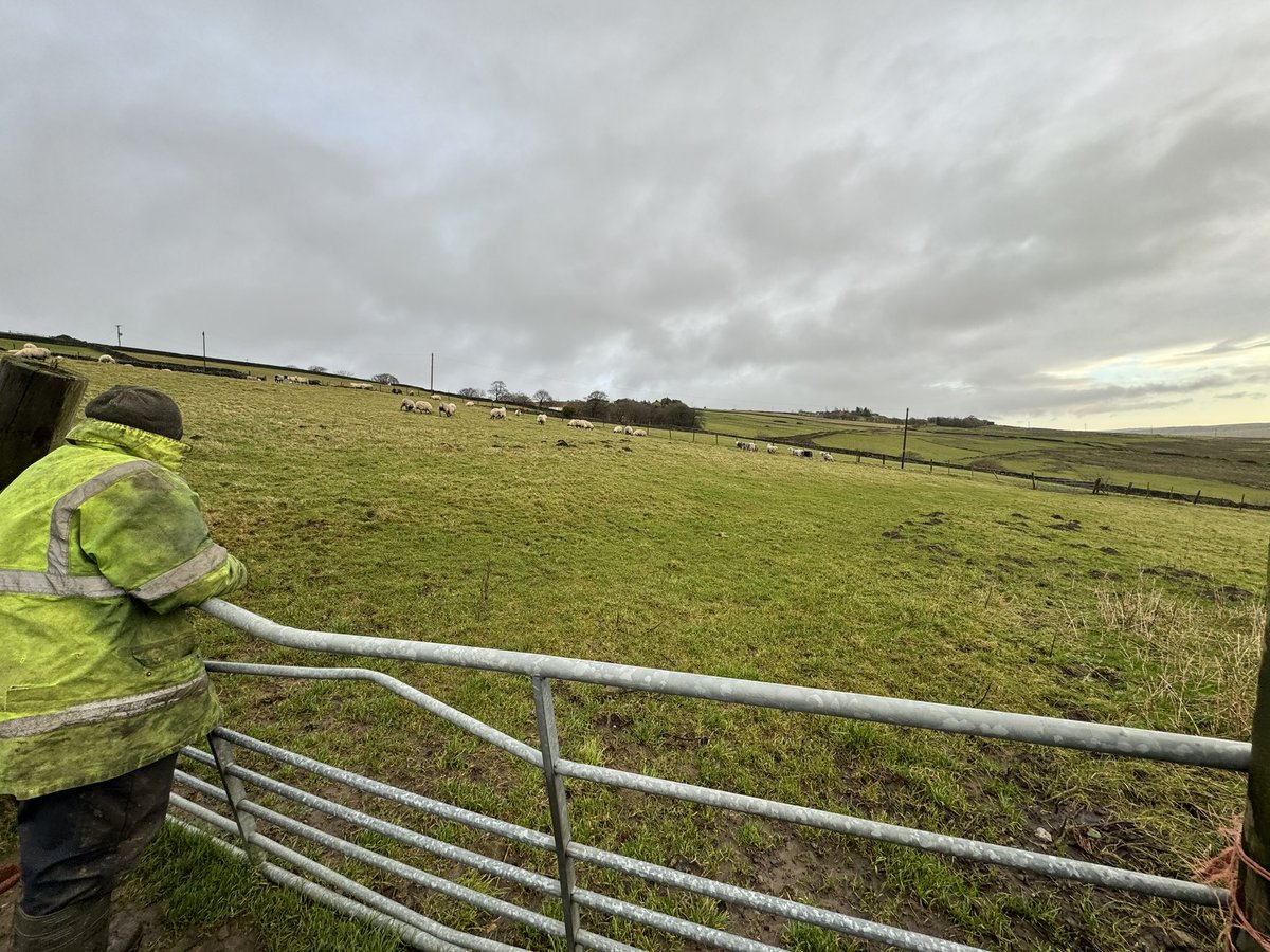 PeterGittins1's tweet photo. Bringing the sheep home https://t.co/WF9C5ExLq9